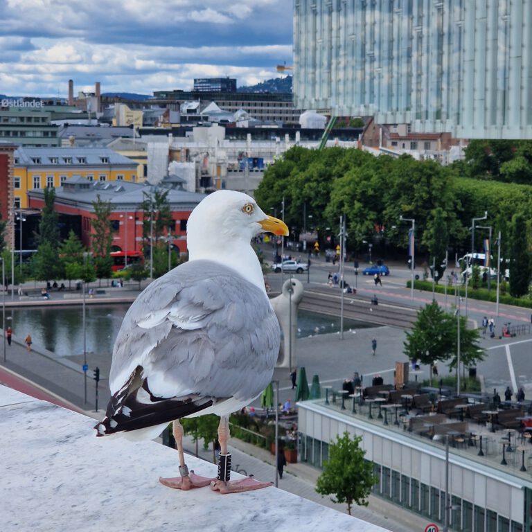 2. Tag in Oslo